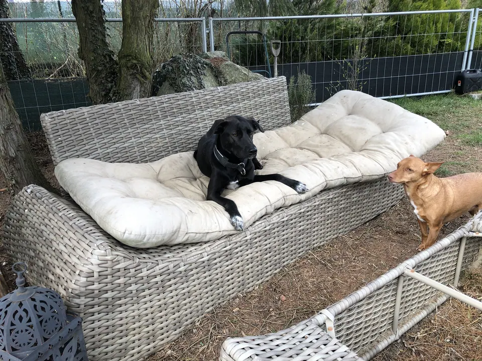 Zwei Hunde auf einem Lounge-Sofa im Garten