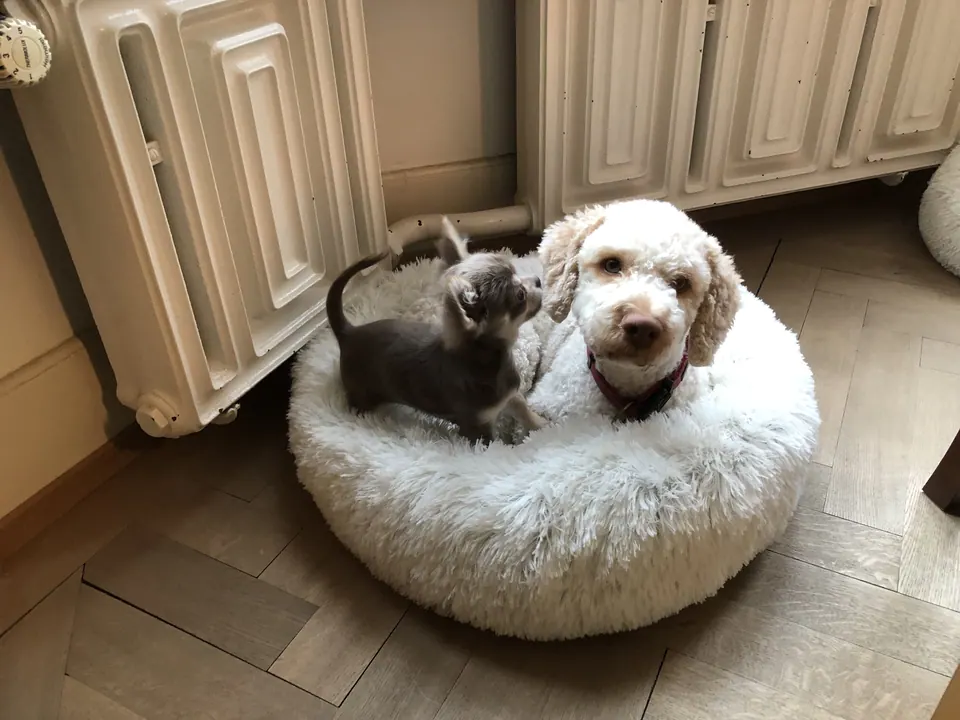 Zwei Hunde kuscheln in einem Hundebett