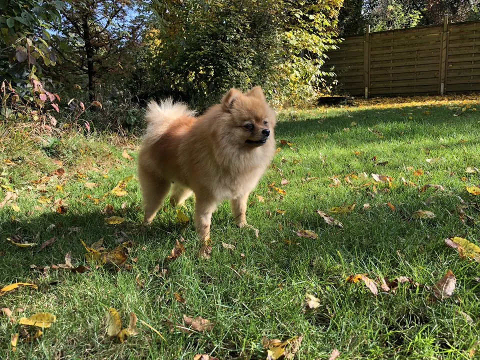 Kleiner Hund im Garten