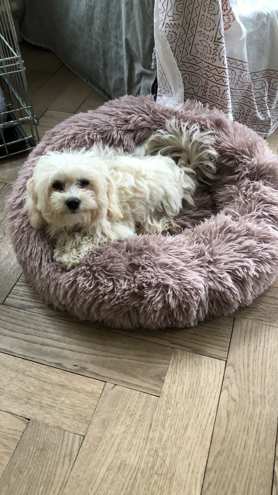 Weisser Hund in einem Hundebett
