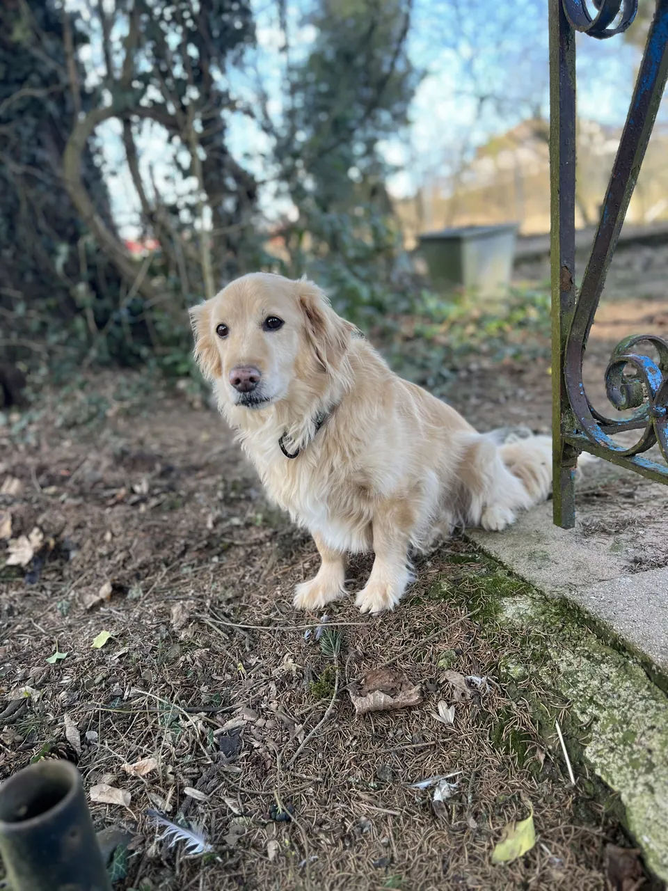 Heller Hund im Garten