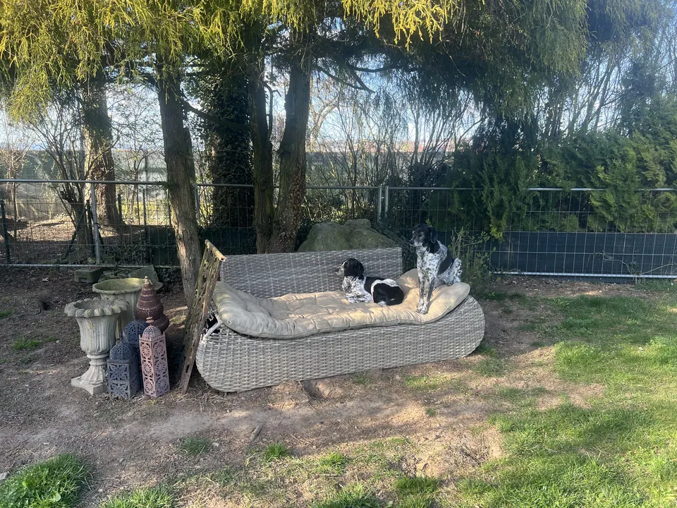 Hunde auf dem Lounge-Sofa im Garten
