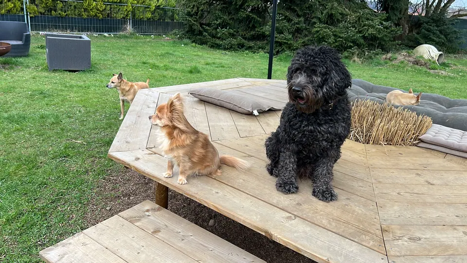 Hunde auf der Holzplattform