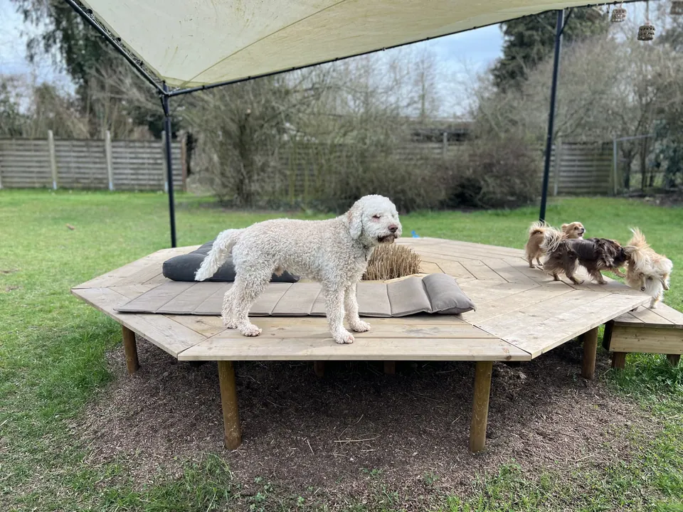 Hunde auf der Holzplattform im Garten