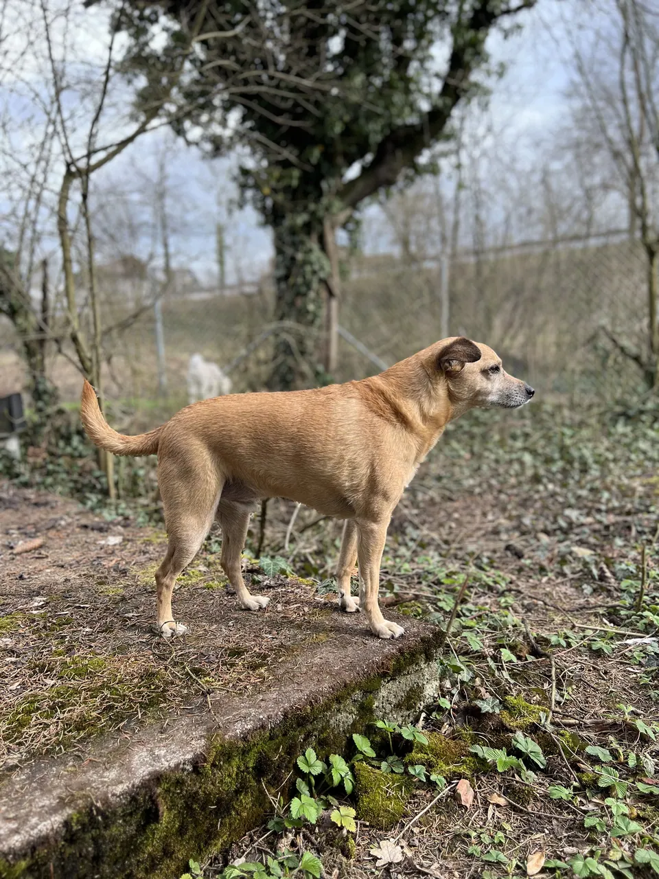Hund steht auf einem Baumstamm