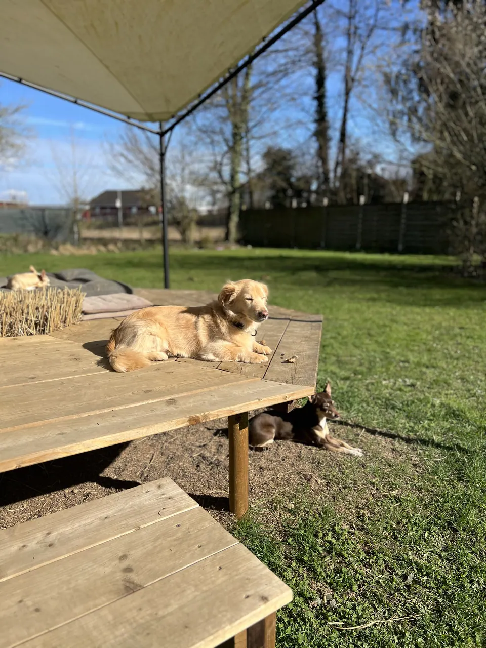 Hunde ruhen auf der Holzplattform unter dem Sonnensegel
