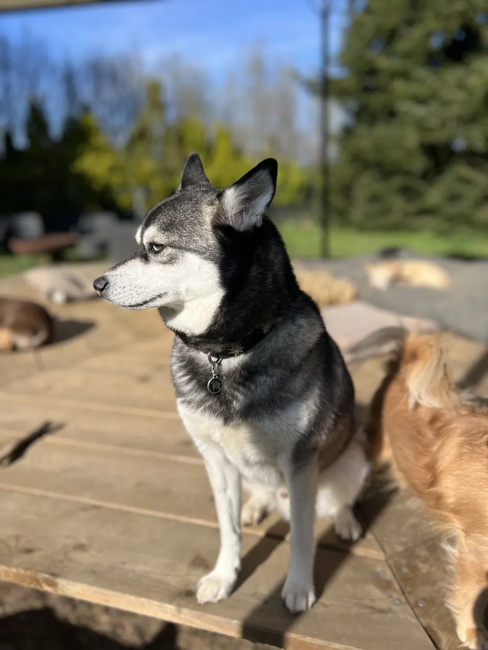 Husky auf der Holzplattform