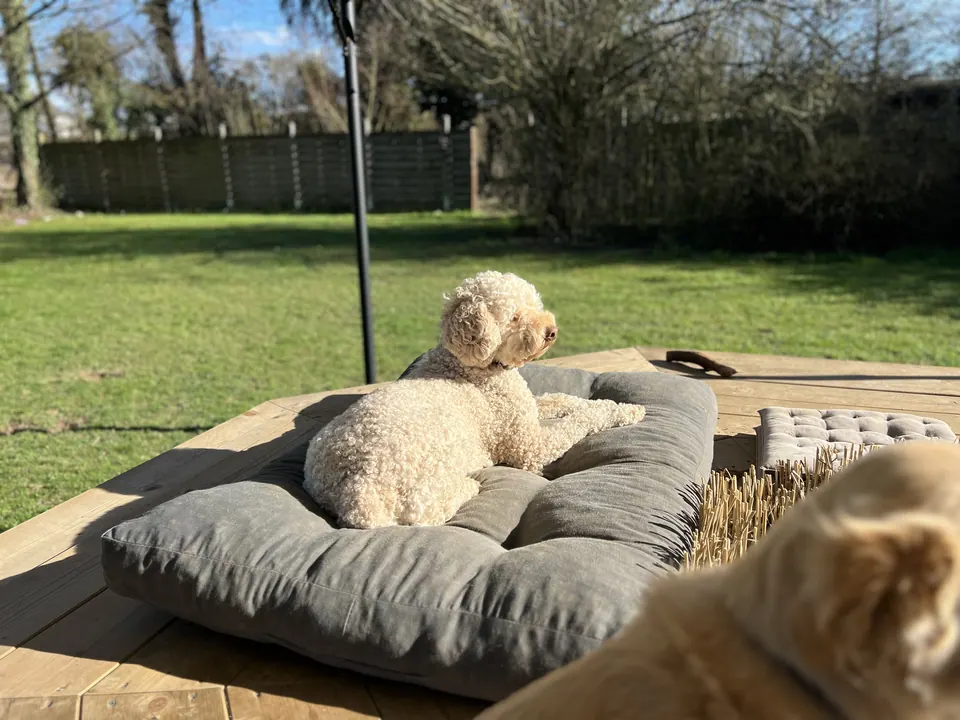 Hund auf einem grossen Kissen im Garten