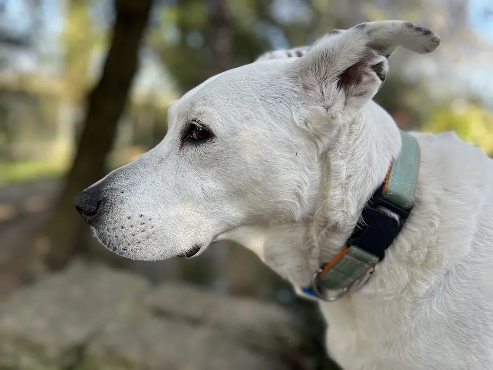Weisser Hund im Profil