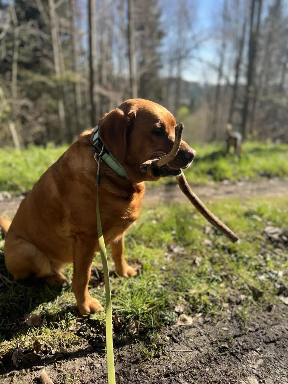 Brauner Hund an der Leine im Wald