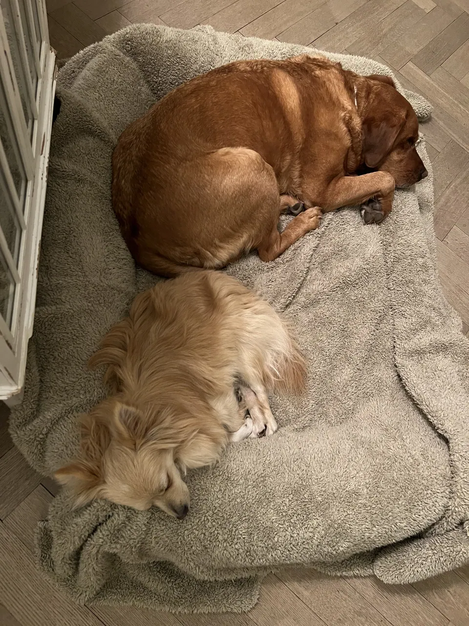 Zwei Hunde schlafen auf einer Decke