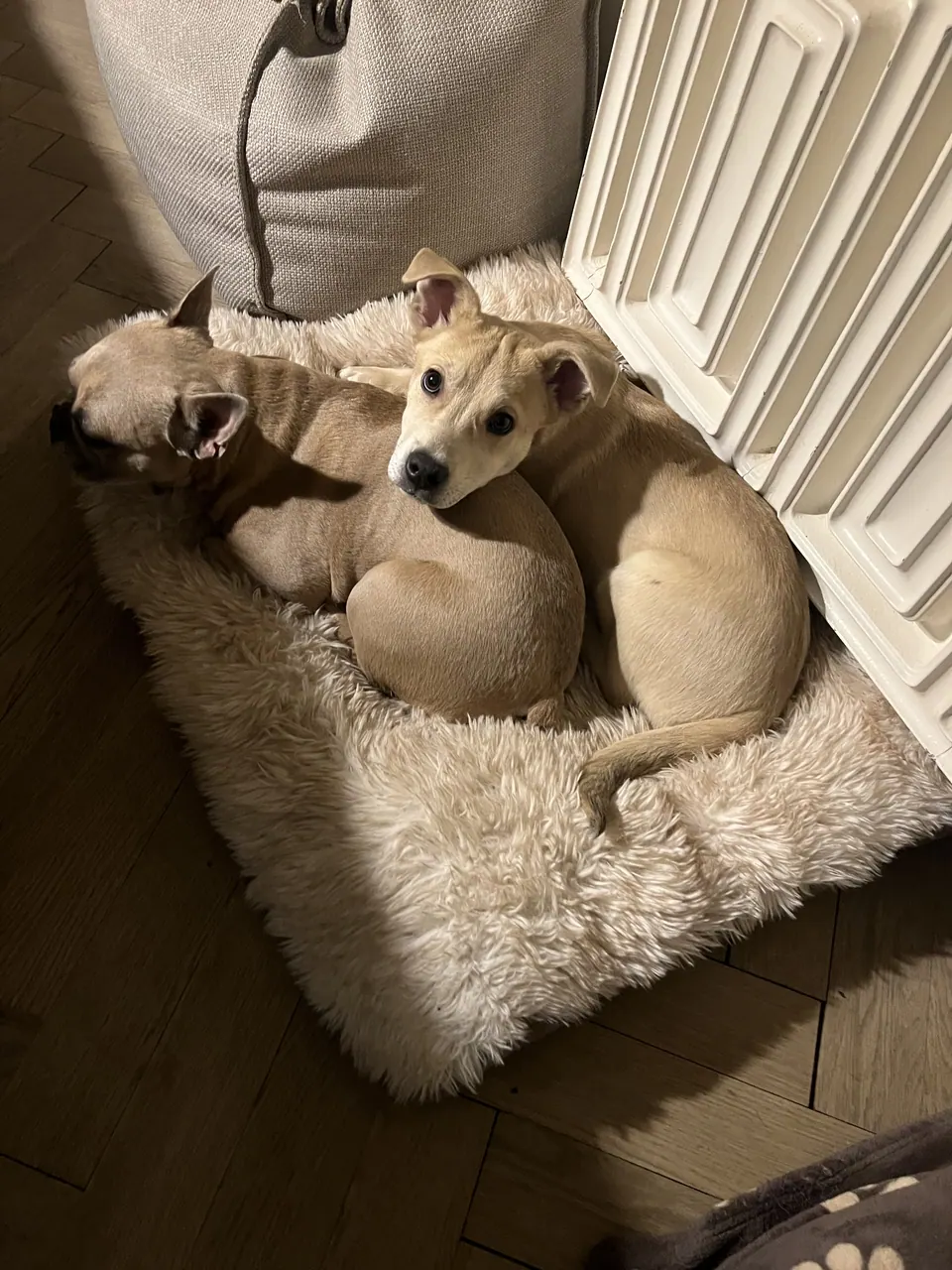 Zwei Hunde kuscheln auf einem Fell
