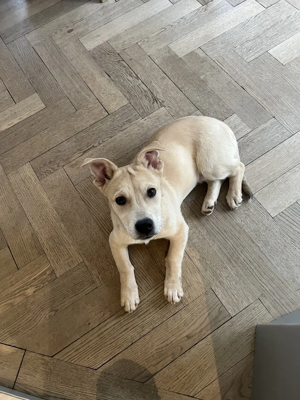 Heller Hund liegt auf dem Parkett