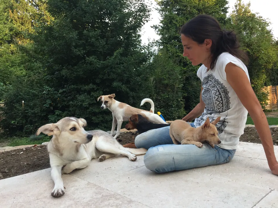 Daniela Wulf mit drei Hunden auf einer Mauer im Grünen