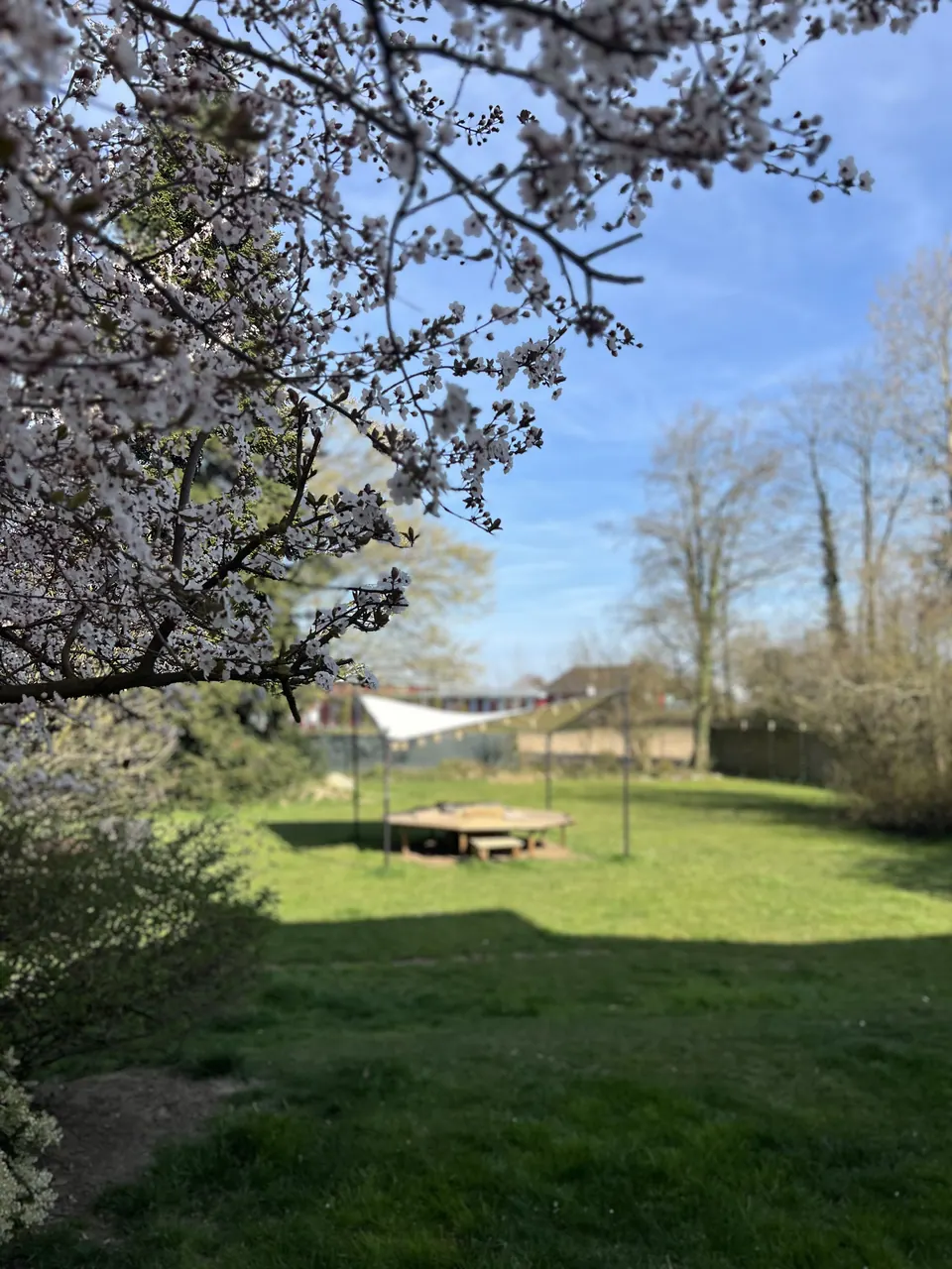 Rasen mit Holzplattform und Sonnensegel vor hohen Bäumen