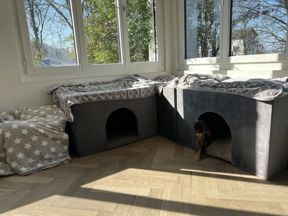 Zwei Hundehöhlen und Kissen in einem sonnigen Raum mit Fischgrätparkett