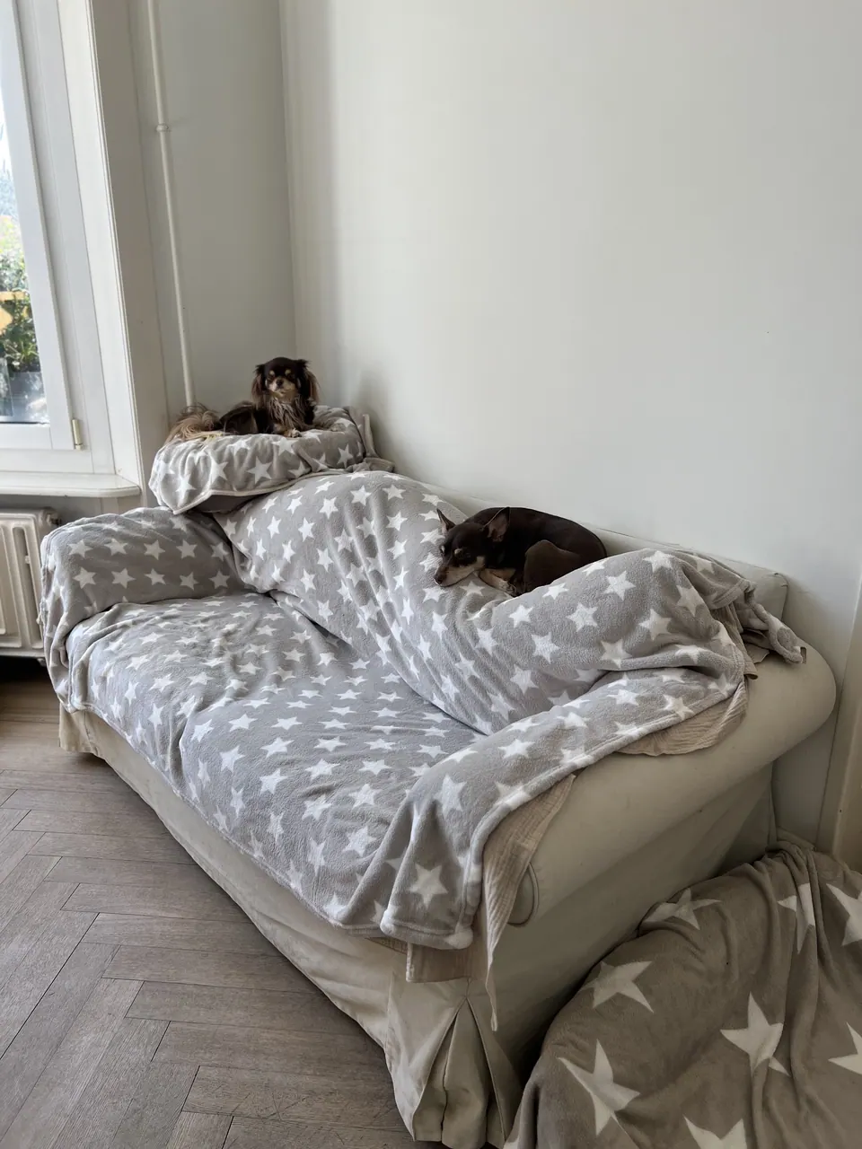 Kleiner Hund auf einem Bett mit Sternendecke