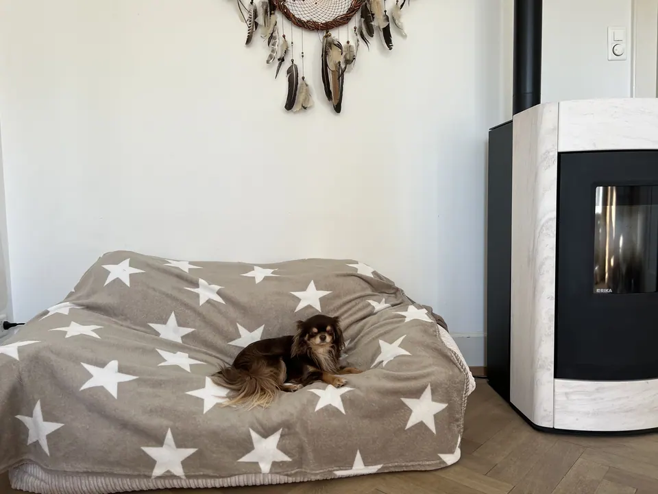 Kleiner Hund auf einem grossen Sternenkissen neben dem Ofen