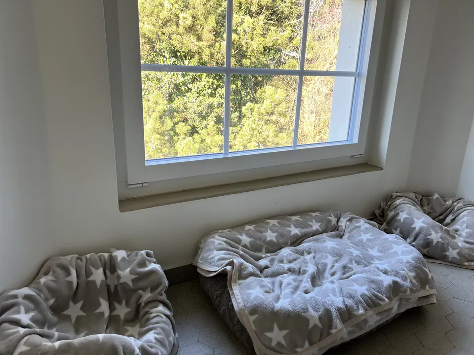 Mehrere Hundebetten unter einem grossen Fenster